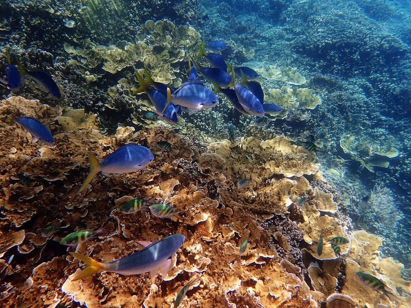 Great Barrier Reef Dive